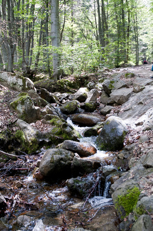 Vitosha Mountain National Park River in Forest , Bulgariaの写真素材