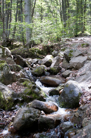 Vitosha Mountain National Park River in Forest , Bulgariaの写真素材