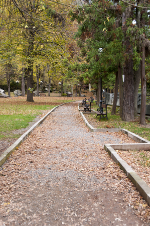 Red Fall Leaves and Bench Yellow forest in Park Borjomi Georgiaの写真素材