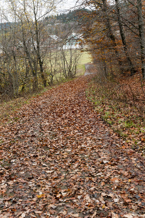 Fall  Red Leaves on the road in Bakuriani Georgiaの写真素材
