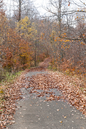 Fall  Red Leaves on the road in Bakuriani Georgiaの写真素材