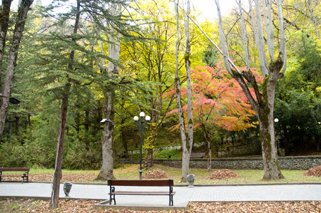 Borjomi-Kharagauli  National Park Wooden Bench and Colorful Trees in Georgiaの写真素材