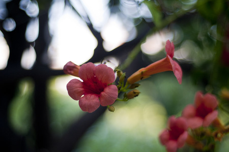 Red campanula flowers in close-up shoot in Garden Bodrum,Turkeyの写真素材