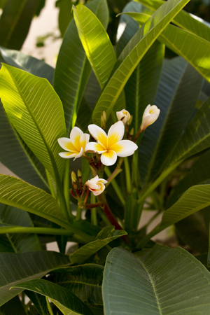 Plumeria flower tree  close up shoot in Kos island , Greeceの写真素材