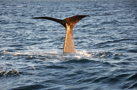 diving whale tail in open seaの写真素材