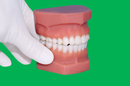 teeth mold isolated on green screenの写真素材