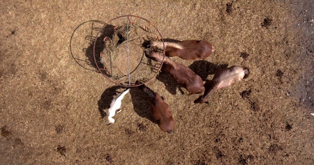 aerial photo of horses eating hay in a dry field on sunny summer dayの写真素材