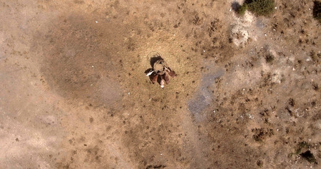 aerial photo of horses eating hay on sunny summer day in a dry field, vertical viewの写真素材