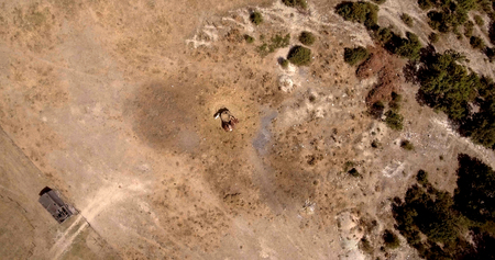 aerial photo of horses eating hay on sunny summer day, top view high  altitudeの写真素材