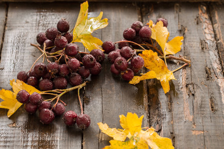 Hawthorn With Yellow Leaves On A Vintage Wooden Tableの写真素材