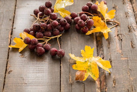 Hawthorn With Yellow Leaves On A Vintage Wooden Tableの写真素材
