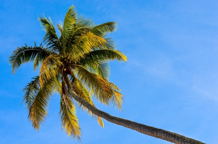 coconut treeの写真素材