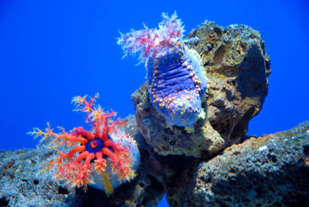 Sea Cucumbersの写真素材