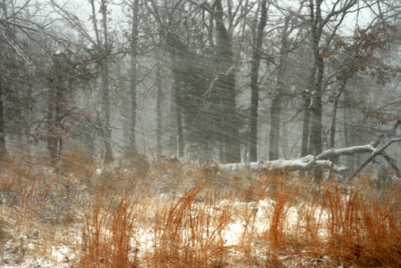 Blowing snow in the forestの写真素材