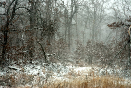 Blowing snow in a forestの写真素材