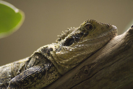 Lounge Lizardの写真素材