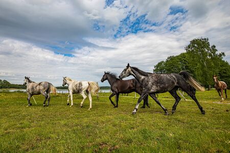 Herd of galloping horses through the meadowの写真素材
