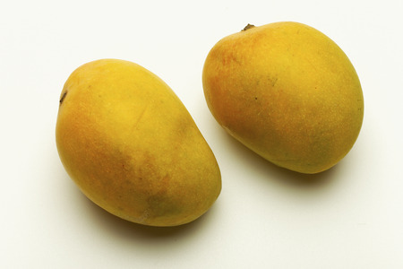 Alphonso mango from Maharashtra India.の写真素材