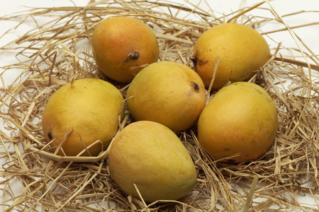 Alphonso mango from Maharashtra India.の写真素材