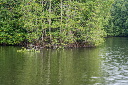 Tranquil scene of lush green mangrove trees with visible prop roots on the river bank. Reflections in the calm water highlight the coastal wetland ecosystem.の写真素材