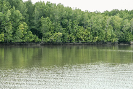 A wide, tranquil landscape of a dense, lush green mangrove forest lining a calm river. The trees and exposed prop roots reflect clearly in the rippling water.の写真素材