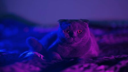 Scottish fold cat on the bed. Kitty posing in colorful bright neon lightsの写真素材