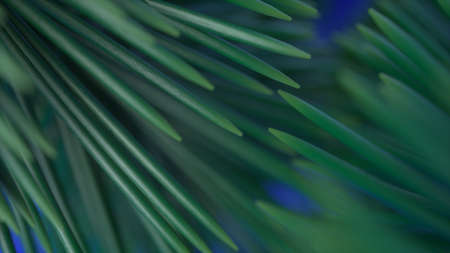 Macro shot of Christmas tree green needles on branches. Christmas decoration element. Green colorful...