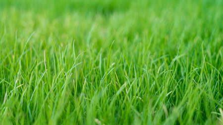 Natural grass field background. Lush green grass meadow background. Green grass texture. Shallow DOFの写真素材