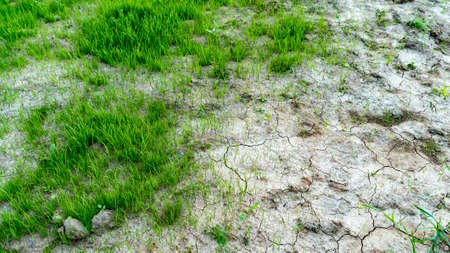 Natural grass field background. Lush green grass meadow background. Green grass texture. Shallow DOFの写真素材