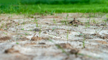 Dried cracked earth soil ground texture background. Environmental disaster. Drought. A close up of cracked mud. The global shortage of water on the planet. Global warming and greenhouse effect conceptの写真素材