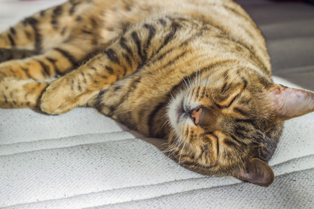 Sleeping orange striped cat