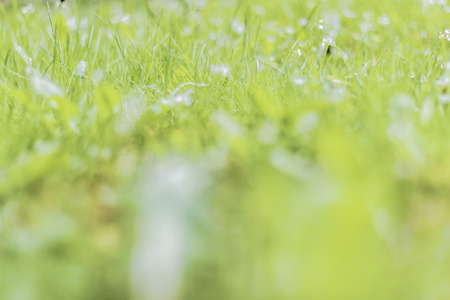 Abstract background texture of grass. Shallow depth of field.の写真素材