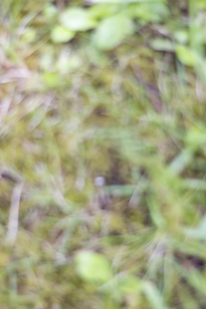 Soft bokeh over a mix of grass and moss.の写真素材