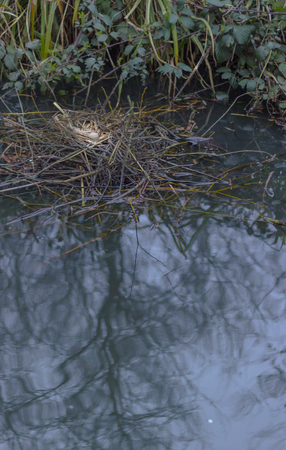 Nest and egg of the diving water bird coot, Fulica atra, in a pond in London, United Kingdom.の写真素材