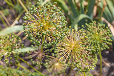 Close up macro shot of an Echinops Bannaticus flower, also known as Blue Globe Thistle, turning into seeds.の写真素材