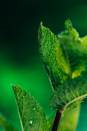 fresh mint leaves on the dark green blurry background.