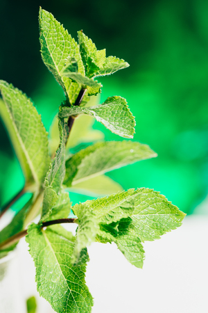 fresh mint leaves on the dark green blurry background.