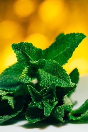 fresh mint leaves on white-yellow blurred background.の写真素材