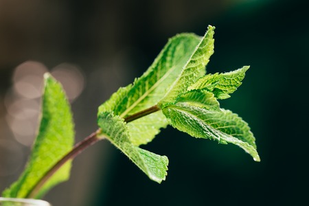 fresh mint leaves on the dark green blurry background.