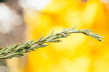 sprig of rosemary on a yellow light background.
