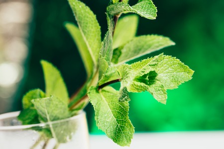 fresh mint leaves on the dark green blurry background.の写真素材