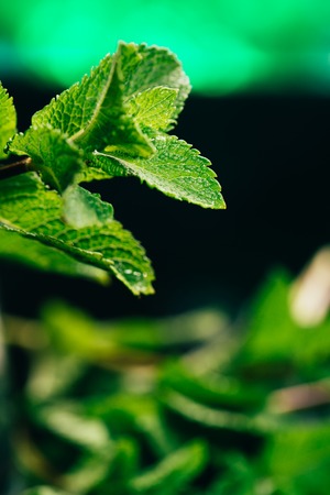 fresh mint leaves on the dark green blurry background.