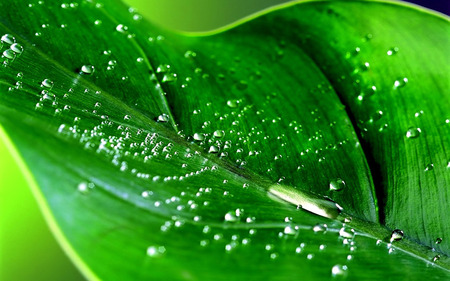leaf
