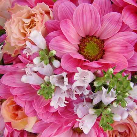  posy with pink daisy                               の写真素材