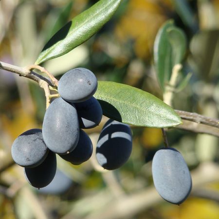  mature olive fruit in Tuscany, harvest time                               の写真素材