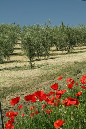 poppies in mediterranean countryside, Italyの写真素材