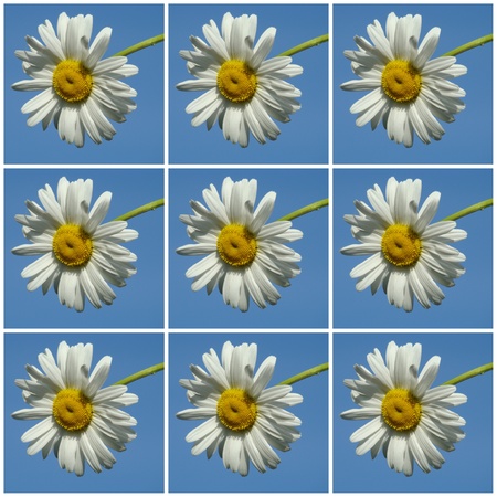  background with daisy seriesの写真素材