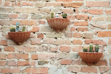 antique brick wall with clay pots with cacti, Italy