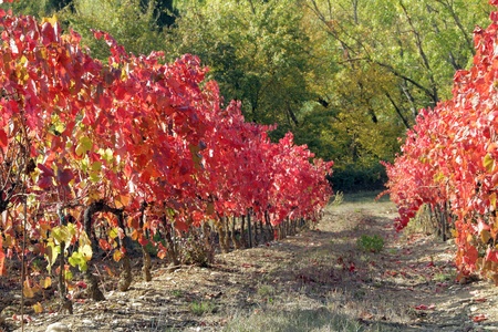 red foliage of viticulture in autumn, Tuscany, Italy,Europeの写真素材