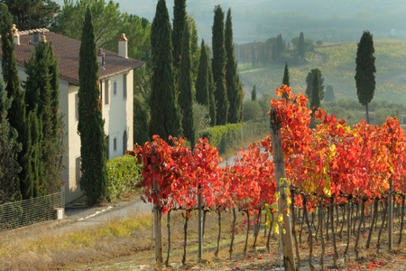 farmhouse in tuscan scenery with cypresses and red vineyards, Italyの写真素材